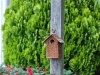 occupied bluebird house