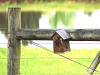 occupied bluebird house