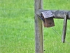 occupied bluebird house