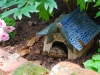 occupied toad house